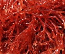 iota carrageenan sigma